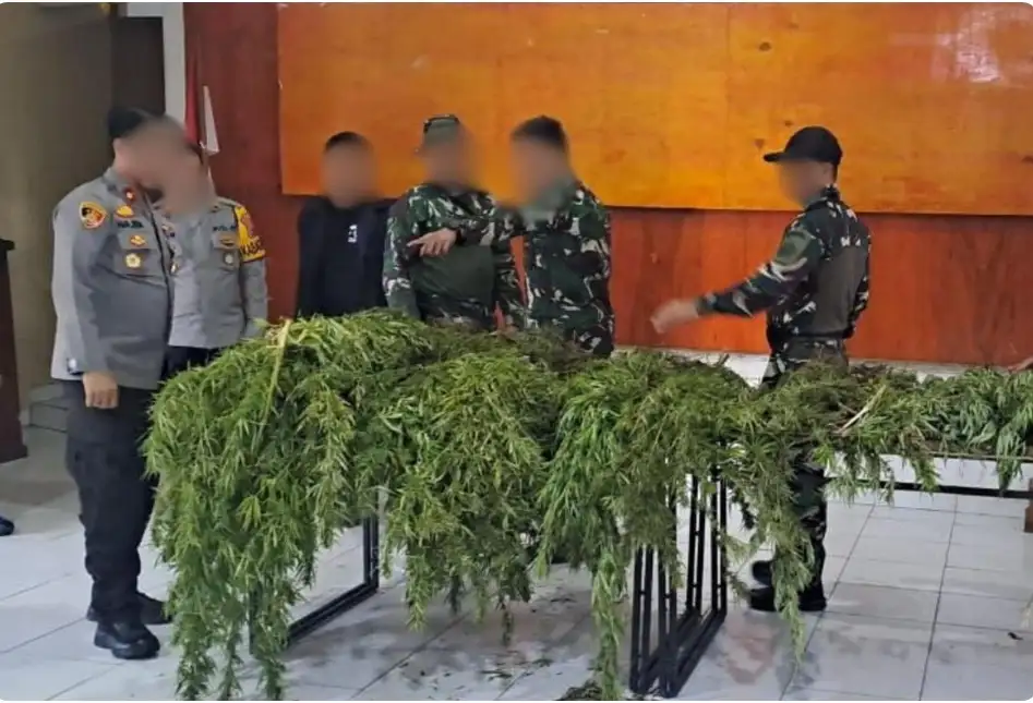 Ladang Ganja di Pegunungan Bintang, Satgas Gabungan TNI-Polri Amankan Puluhan Pohon Siap Panen
